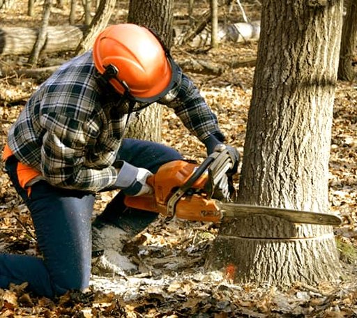Tree Removal in Union Bridge, MD
